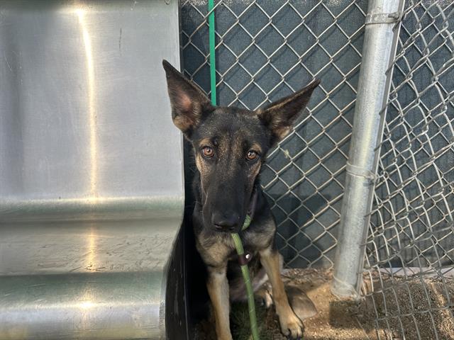 adoptable Dog in Phoenix, AZ named ESTRELLA