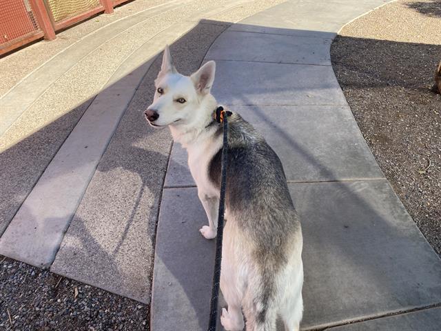 adoptable Dog in Phoenix, AZ named MARIGOLD