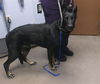 adoptable Dog in , AZ named JOEY