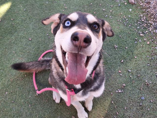 adoptable Dog in Phoenix, AZ named LAVENDER