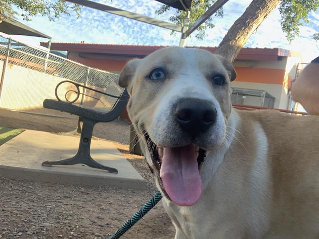 adoptable Dog in Phoenix, AZ named PATRICIA