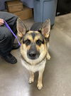 adoptable Dog in phoenix, AZ named LAYLA