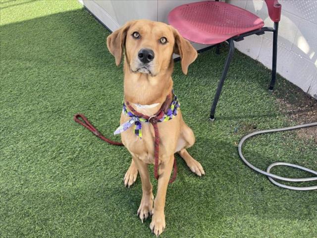 adoptable Dog in Phoenix, AZ named CHUBBY