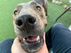 adoptable Dog in phoenix, AZ named GOMEZ