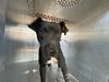 adoptable Dog in phoenix, AZ named CONNIE