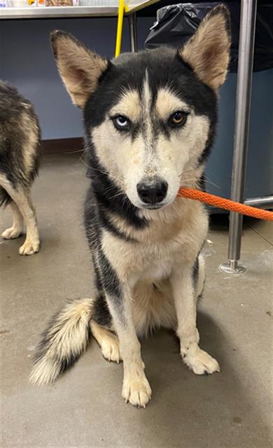 adoptable Dog in Phoenix, AZ named MALLORY