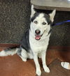 adoptable Dog in , AZ named LUCAS