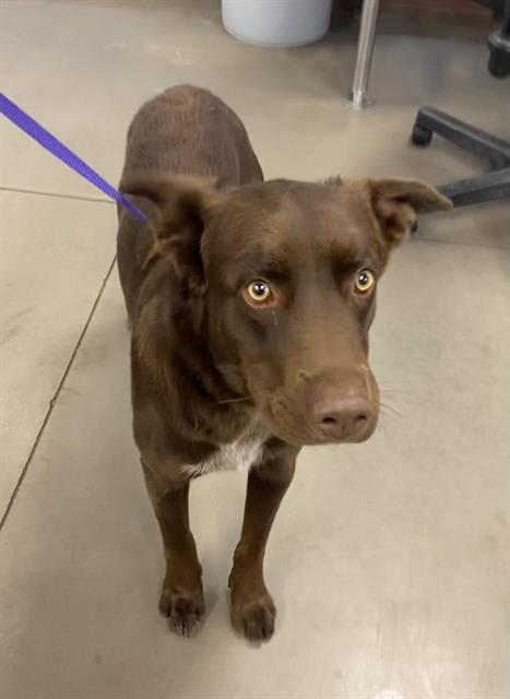 adoptable Dog in Phoenix, AZ named MILO