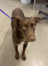 adoptable Dog in phoenix, AZ named MILO