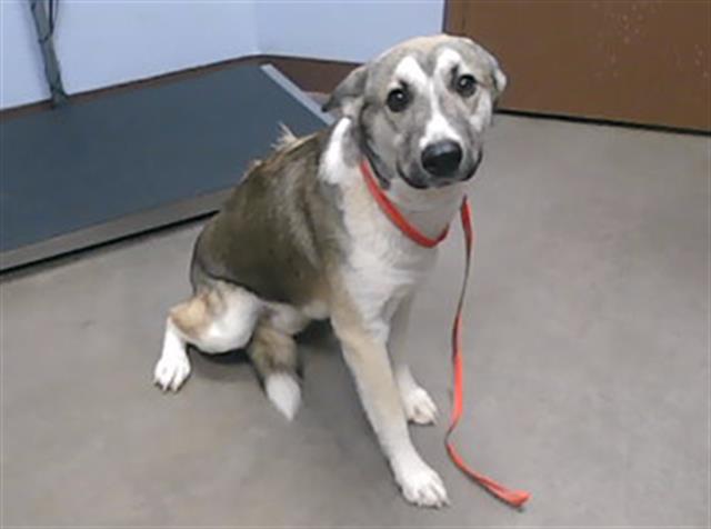 adoptable Dog in Phoenix, AZ named MONTE