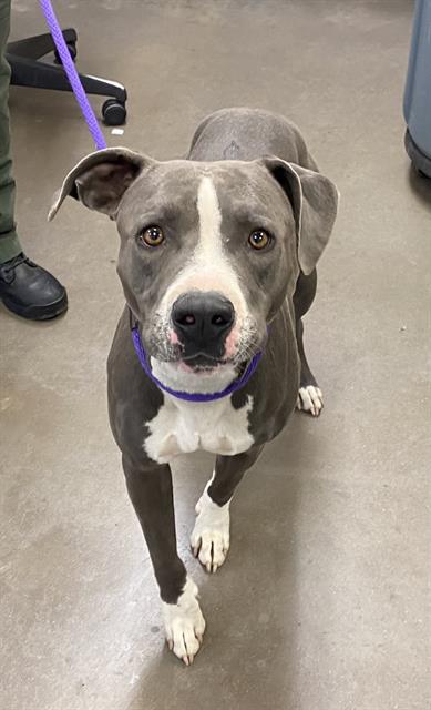 adoptable Dog in Phoenix, AZ named JOHN