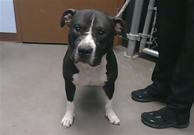 adoptable Dog in Phoenix, AZ named GUS