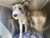 adoptable Dog in phoenix, AZ named NELLIE