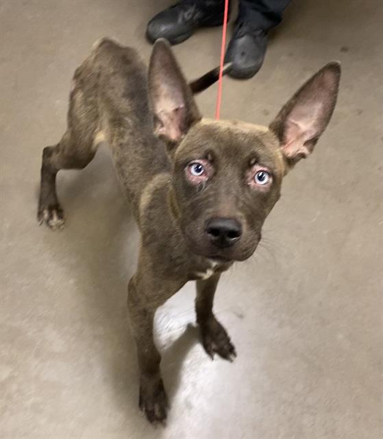 adoptable Dog in Phoenix, AZ named DAHLIA