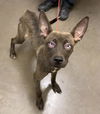 adoptable Dog in  named DAHLIA