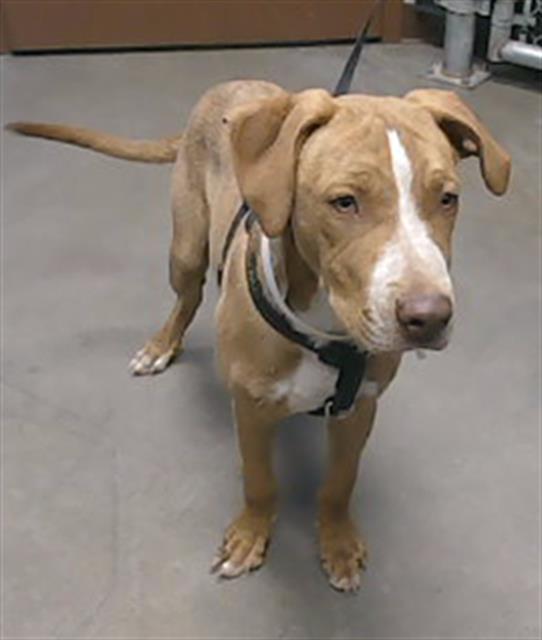 adoptable Dog in Phoenix, AZ named CEDAR