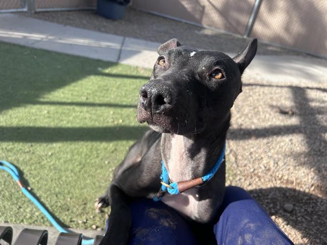 adoptable Dog in Phoenix, AZ named DIAMOND