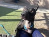 adoptable Dog in phoenix, AZ named DIAMOND