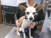 adoptable Dog in phoenix, AZ named DOLLY