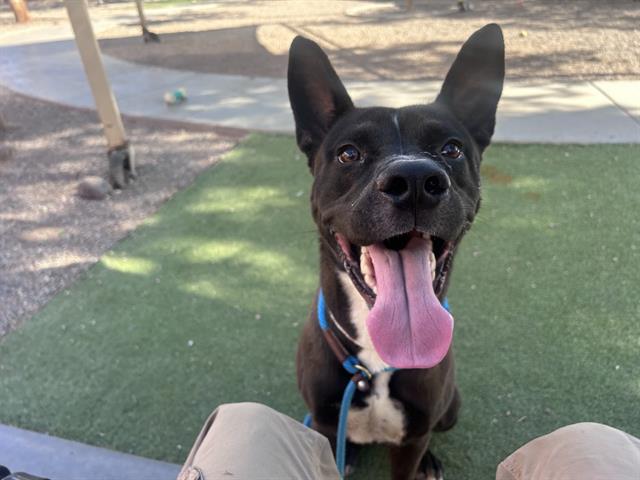 adoptable Dog in Phoenix, AZ named OCTOBER