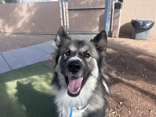 adoptable Dog in Phoenix, AZ named OHSO