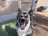 adoptable Dog in phoenix, AZ named OHSO