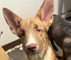 adoptable Dog in phoenix, AZ named HARLOW