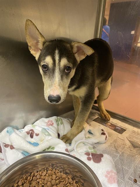 adoptable Dog in Phoenix, AZ named ELLA