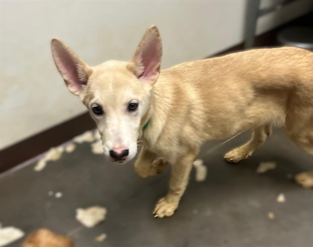 adoptable Dog in Phoenix, AZ named MAE