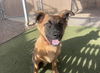 adoptable Dog in , AZ named RUSSEL