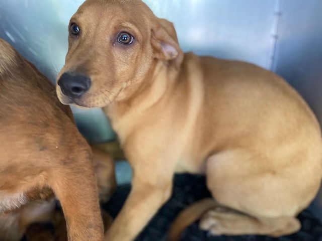 adoptable Dog in Phoenix, AZ named LANTERN