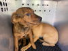 adoptable Dog in phoenix, AZ named GOLDIE