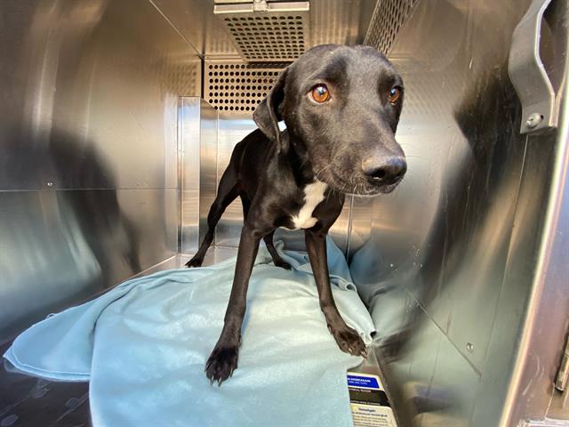 adoptable Dog in Phoenix, AZ named GIDEON