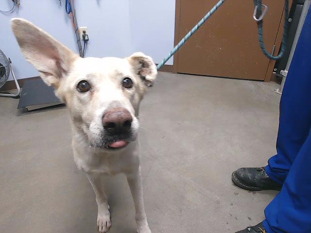 adoptable Dog in Phoenix, AZ named CLEMENTINE