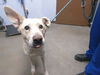 adoptable Dog in phoenix, AZ named CLEMENTINE