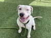 adoptable Dog in phoenix, AZ named MIKEY