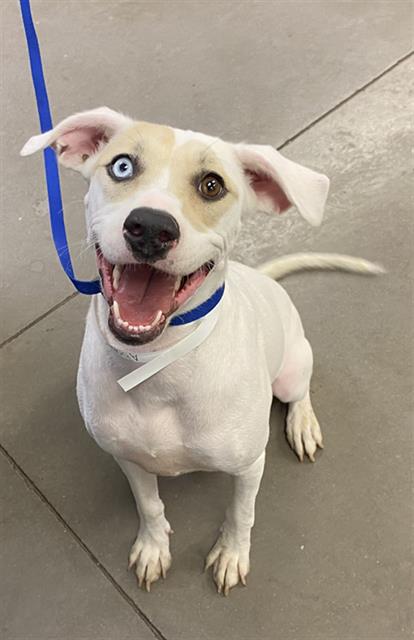 adoptable Dog in Phoenix, AZ named ASPEN