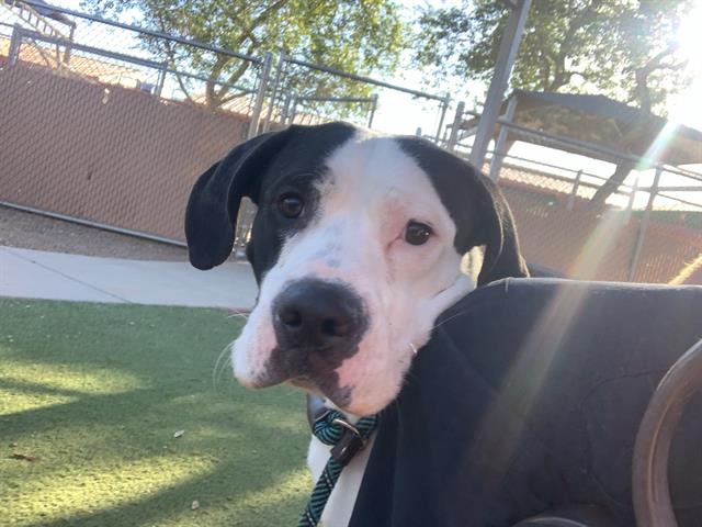 adoptable Dog in Phoenix, AZ named HOLLY