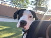 adoptable Dog in phoenix, AZ named HOLLY