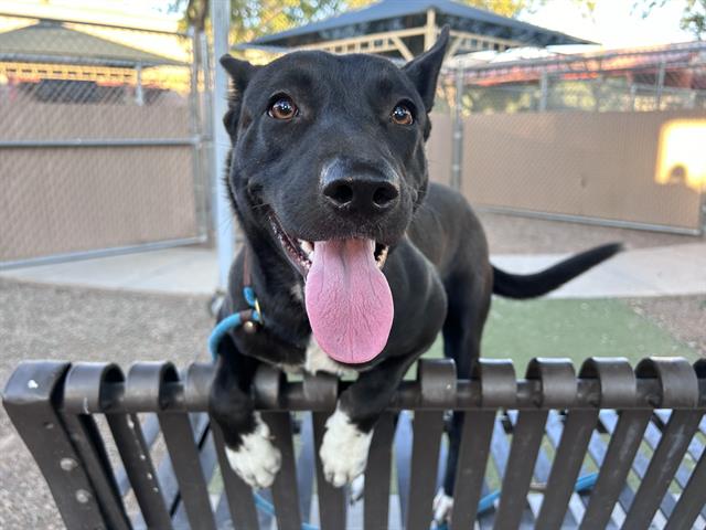 adoptable Dog in Phoenix, AZ named LYDIA