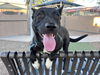 adoptable Dog in phoenix, AZ named LYDIA