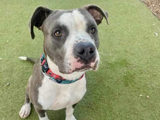 adoptable Dog in Phoenix, AZ named CHARCOAL