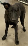 adoptable Dog in , AZ named JADE