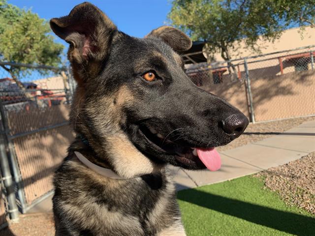 adoptable Dog in Phoenix, AZ named MCGIGGLES