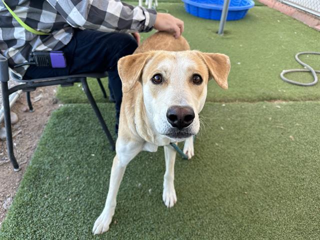 adoptable Dog in Phoenix, AZ named LIBBY