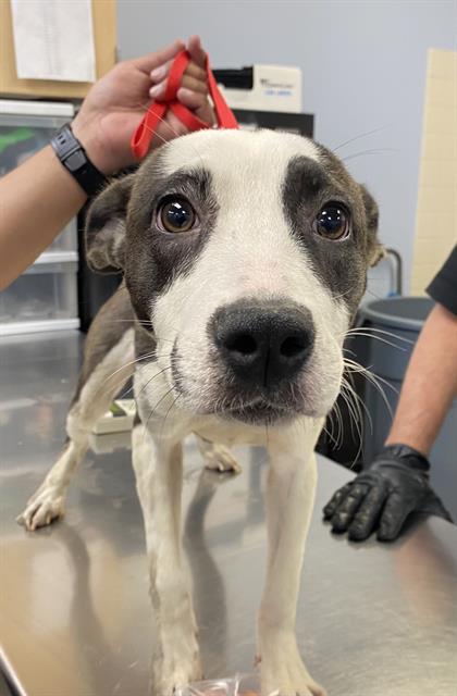 adoptable Dog in Phoenix, AZ named BLOSSOM