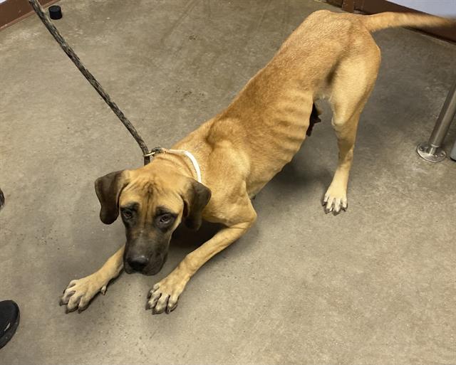 adoptable Dog in Phoenix, AZ named ODETTA