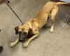 adoptable Dog in phoenix, AZ named ODETTA