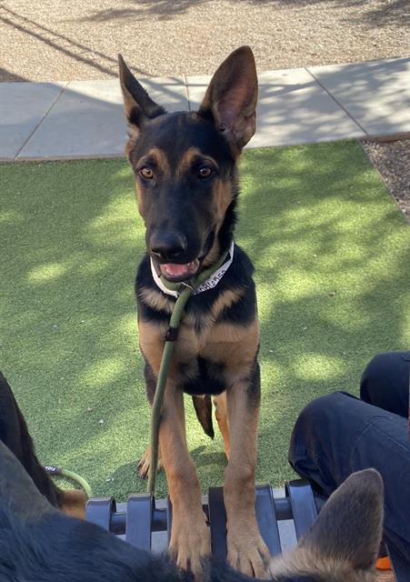 adoptable Dog in Phoenix, AZ named METALLICA