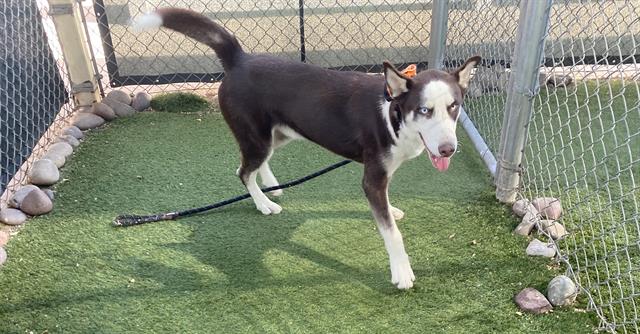 adoptable Dog in Phoenix, AZ named CRUNCHY